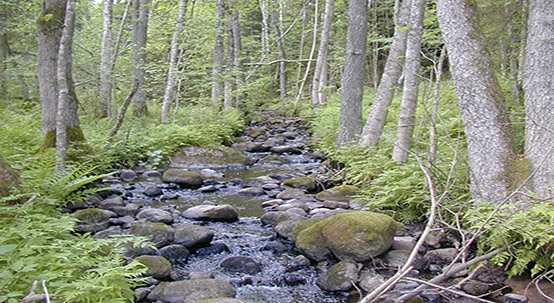 Bilden visar träd, buskar, stenar och vatten som rinner över stenarna.
