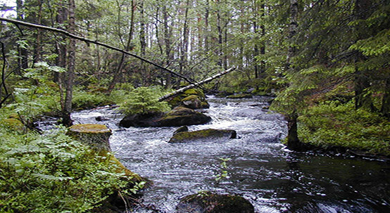 Bilden visar en bit av en tallskog som det rinner en å genom. I ån ligger det stenar och ett par träd har fallit.