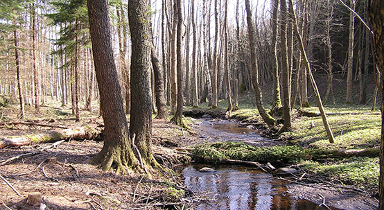 Bilden visar en bit av en gles skog och en bredare bäck som rinner. Över bäcken har det trillat en gran.